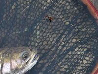 A Brook Trout Release and a Hendrickson ...