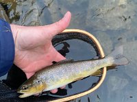 A Guelph Area Resident Brown Trout ...