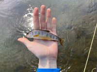 A Guelph Area Brook Trout ...