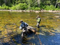 Keith Fighting an Atlantic Salmon ...