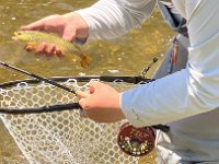 Martin on the Upper Grand River ...