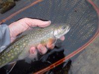 Richard's Upper Saugeen River Brook Trout ...