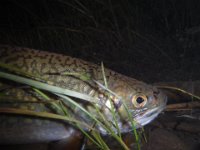 Richard's Upper Saugeen River Brook Trout Release ...