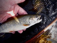 Richard's Upper Saugeen River Resident Brook Trout ...