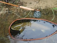 A Upper Saugeen River Brown Trout ...