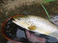 A Upper Saugeen River Brown Trout ...