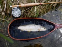 Richard's Upper Saugeen River Resident Brown Trout ...