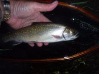 Richard's Upper Saugeen River Resident Brook Trout ...