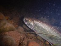 Richard's Upper Saugeen River Resident Brook Trout Release ...