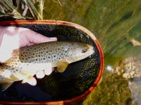 Richard's Upper Saugeen River Resident Brown Trout ...