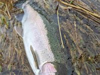 Another  January Lower Saugeen River Steelhead ...