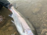 Another January Lower Saugeen River Steelhead ...