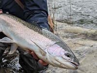 A January Lower Saugeen River Steelhead ...