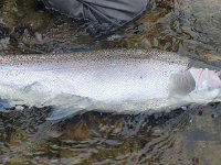 Another January Lower Saugeen River Steelhead ...