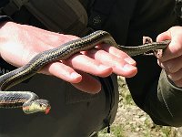 Alex Handling a Snake while on the Lower Maitland River ...