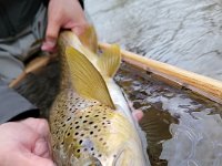 Brandon's Resident Upper Credit River Brown Trout ...