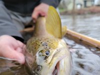 Brandon's Resident Upper Credit River Brown Trout ...