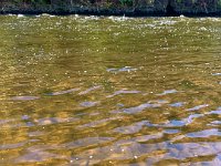 The Upper Grand River at the County Road 29 Access ...