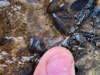 Upper Grand River Caddis ...