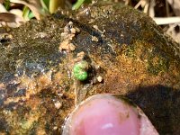 A Upper Grand River Hydropsyche ...