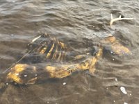 A Deer Carcase at The Upper Grand River at the County Road 29 Access ...