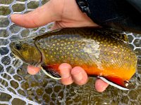 A Beautiful Upper Credit River Brook Trout ...