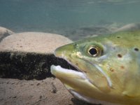 A Upper Credit River Resident Brown Trout ...