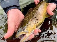 A Upper Grand River Brown Trout ...