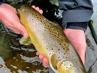 A Upper Grand River Brown Trout ...