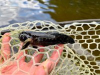 A Upper Grand River Goby ...