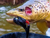 The Upper Credit River Brown Trout Damaged Cheek Plate A A Adult Upper Credit River Brown Trout Damaged Cheek Plate ...
