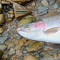 A Great Lakes Georgian Bay Bighead River Steelhead in Meaford on a Custom HLS Bead.