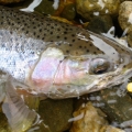 Steelhead on a HLS UV Bead with HLS Red Bead Peg.