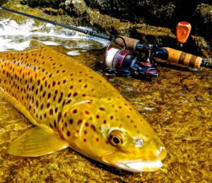 20 inch Brown Trout on the Grand River Single Barbless Pflueger Spinning Reel CCCC