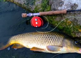 Carp on the Fly Rod Thames River