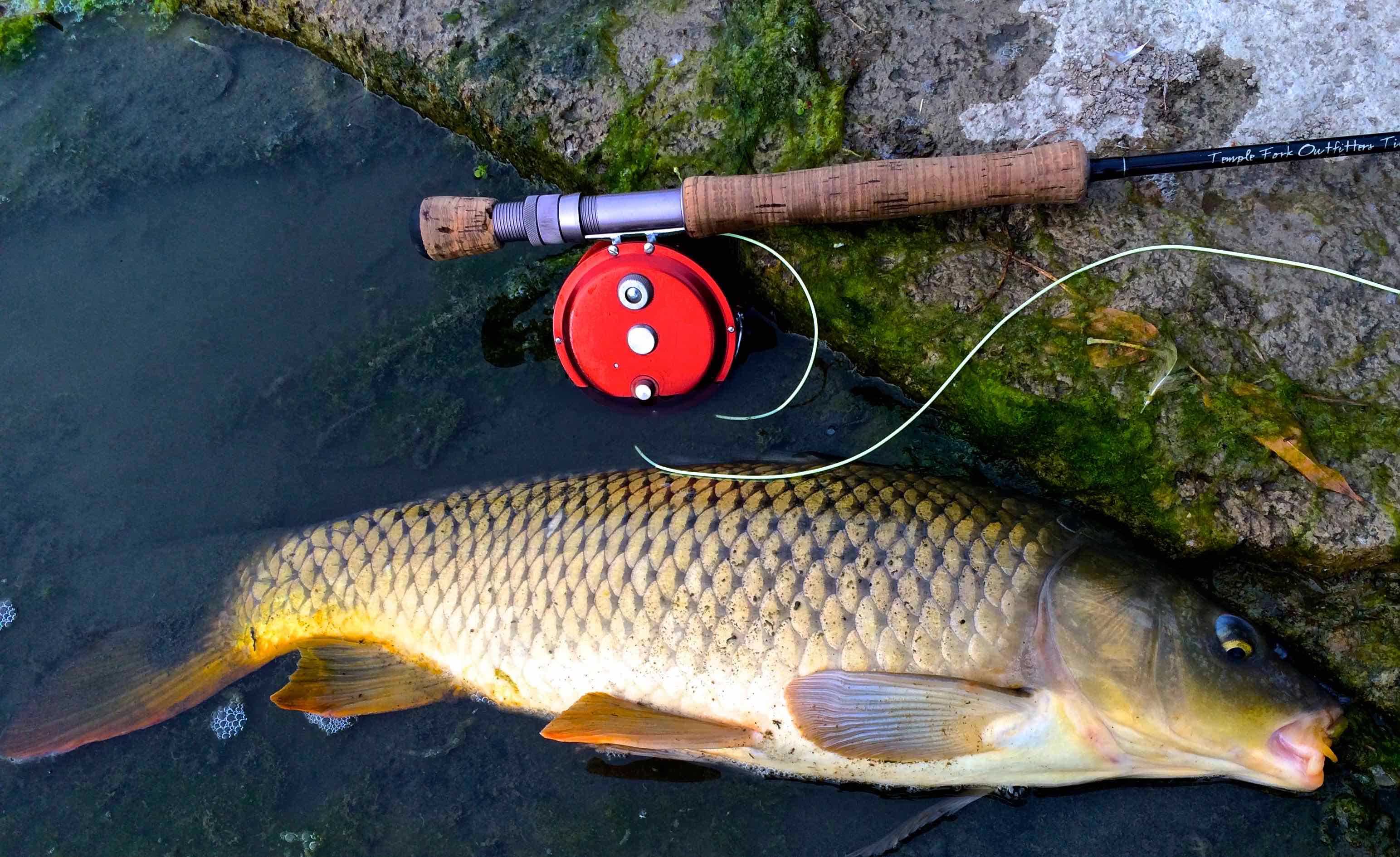 Carp on the Fly Rod Thames River