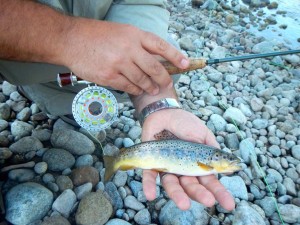 Hardy Fly Reel and Brown Trout Resized for web