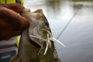 Smallmouthbass Saugeen River OSP Spinnerbait Resized for Web