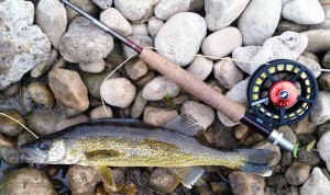 Upper Grand River Walleye on the Fly Rod Sage Vantage and 2250 Fly Reel AA