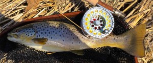 3 Tand Fly Reel Grand River Brown Trout A