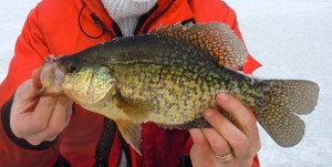 Belwood Lake Crappie Resized for Web