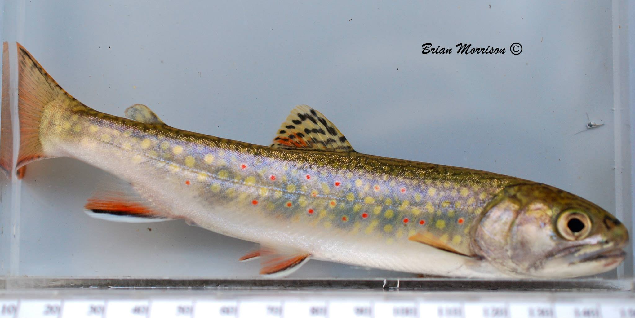 Brook Trout or Speckled Trout