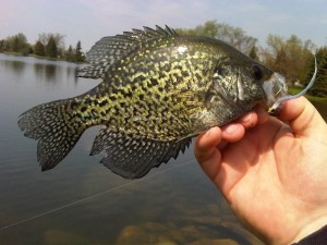 Crappie caught on a JPs Emerald Shiner in Guelph at the OR Correctional Ponds