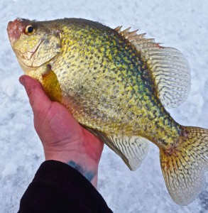 Crappie through the Ice Guelph Lake AAA