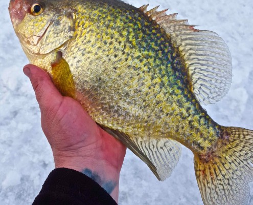 Crappie through the Ice Guelph Lake AAA