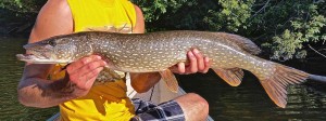 Danny Northern Pike Guelph Lake Conservation Area BB