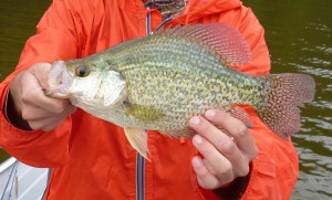Guelph Lake Crappie A