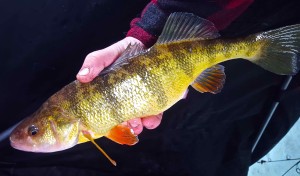 Guelph Lake Ice Fishing Yellow Perch CCCC