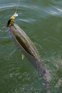 Live Target Smallmouth Bass Resized for Web