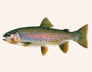 TypesFish_Freshwater_RainbowTrout